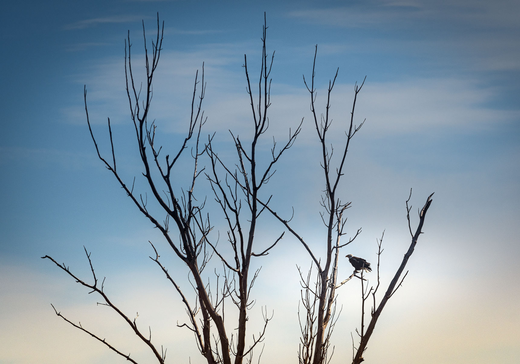 Eagles causing a stir